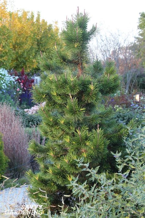 Dwarf Evergreen Trees: 15 Exceptional Choices for the Yard and Garden