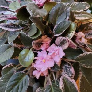 6 Types of Variegated African Violets | Care Guide