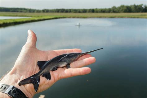 Juvenile American paddlefish | Species, Animals, Fossil