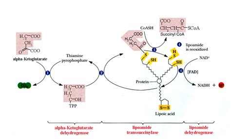 Introduction to Lipoamide dehydrogenase