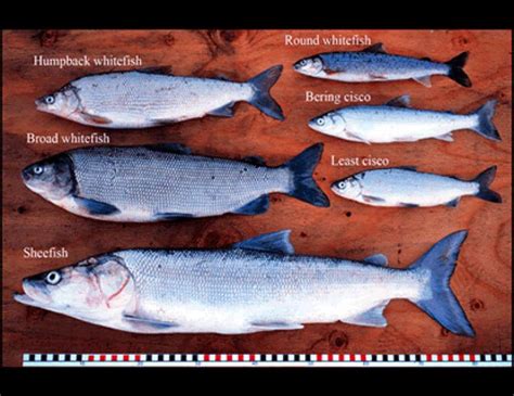 Wandering whitefish surprise biologists | Geophysical Institute