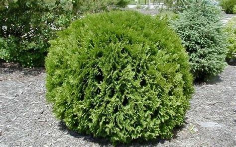 Global Arborvitae - Thuja occidentalis 'Woodwardii' - 3 Gallon - Shrub ...