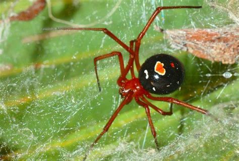 The Red Widow Spider | The 11 Most Common (And Deadly) Spiders In The US | Red widow spider ...