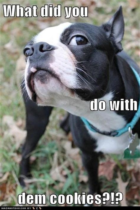 Funny Animal Pictures Of The Day - 24 Pics | Boston terrier funny ...