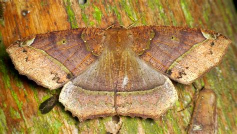 Geometer Moth | Andreas Kay | Flickr