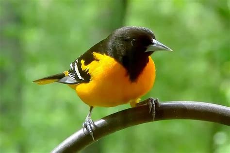 40 of the Most Colorful Birds of North America (With Pictures)