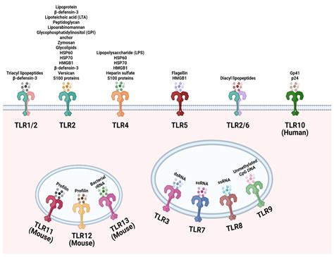 Cancers | Free Full-Text | Microbial-Derived Toll-like Receptor Agonism in Cancer Treatment and ...