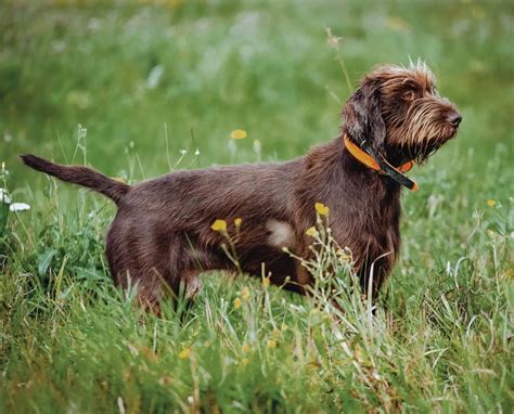 Pudelpointer - Dog Breed Form, Function, History, and More