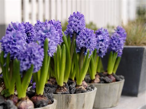 🔥 [70+] Hyacinth Wallpapers | WallpaperSafari