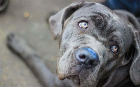 Where to Find Neapolitan Mastiff Puppies for Sale - Dogable