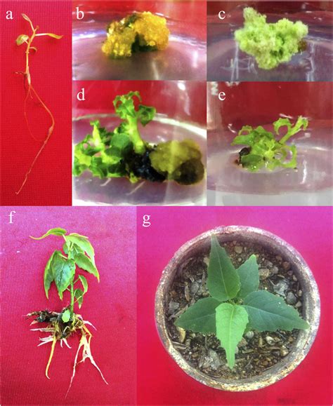 In vitro shoot regeneration through direct and indirect organogenesis... | Download Scientific ...