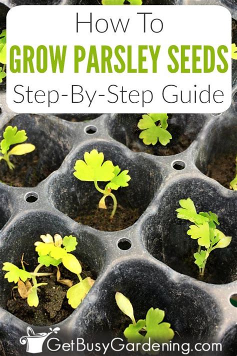 How To Grow Parsley From Seed: Step-By-Step in 2020 | Growing parsley ...