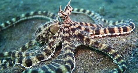 Mimic Octopus – The Astounding Impersonator Of The Deep Sea [VIDEO]