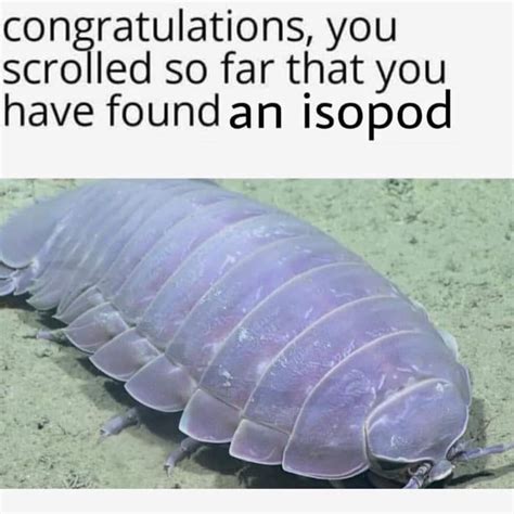 Hello there | Giant isopod, Joke of the day, Weird