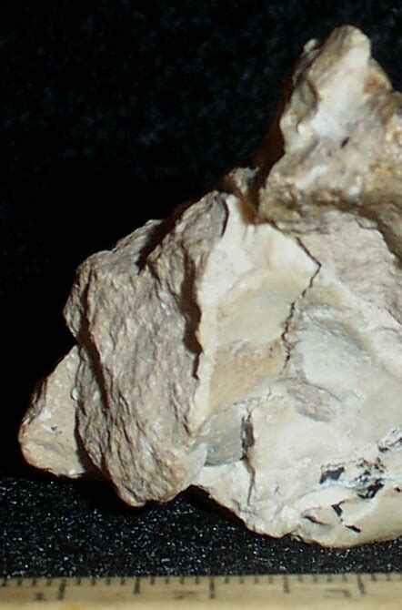 Fossil Teeth In Jaw - Fossil ID - The Fossil Forum