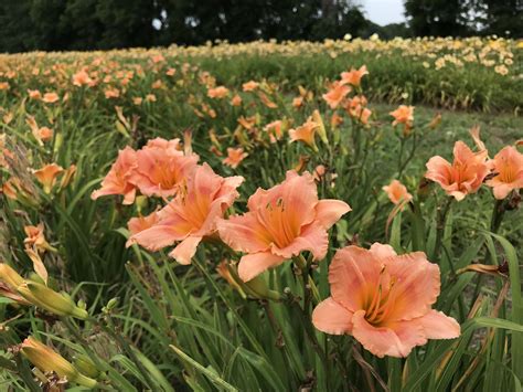 My father’s 70 acre daylily farm in Michigan. : r/flowers