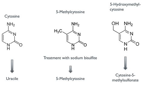 How does bisulfite sequencing (WGBS/RRBS) work?