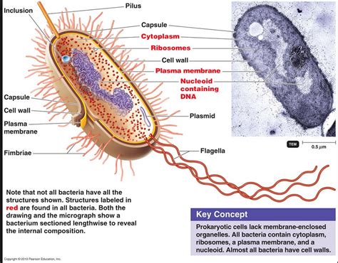 bacteria multiplying diagram