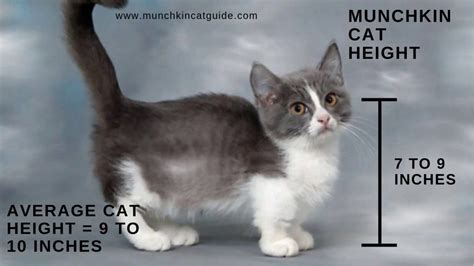 So How Much Smaller is a Munchkin Cat than a Normal Cat? - Munchkin Cat ...