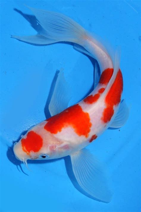 koi fish - Google Search | Koi fish drawing, Fish drawings, Fish art