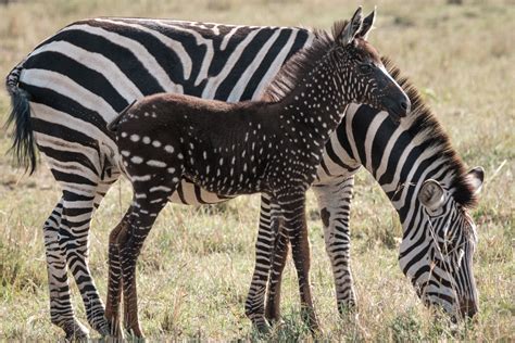 'Spotted It?': Rare Polka-Dot Zebra Wows Internet in Resurfaced Image - Newsweek