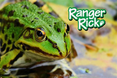 Kahoot: Awesome Amphibians - NWF | Ranger Rick