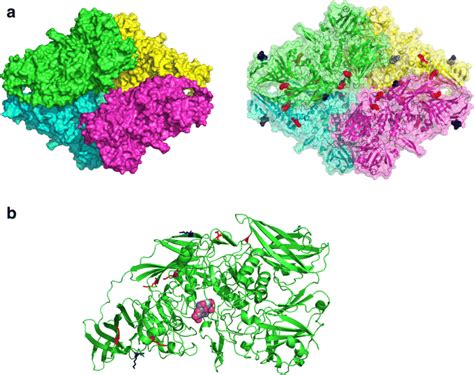 Structural analysis of β-galactosidase from E. coli (PDB ID 4V44). a... | Download Scientific ...