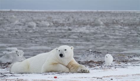 Arctic Wildlife Behaviour: Photographing Wild Personalities