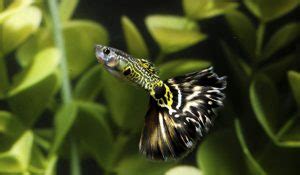 Freshwater Livebearer Fish - Guppy Aquarium