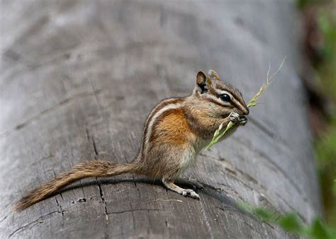 Least Chipmunk, Tamias minimus pallidus