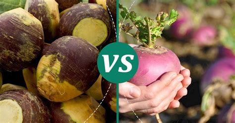 Turnip vs Rutabaga: Health Insights