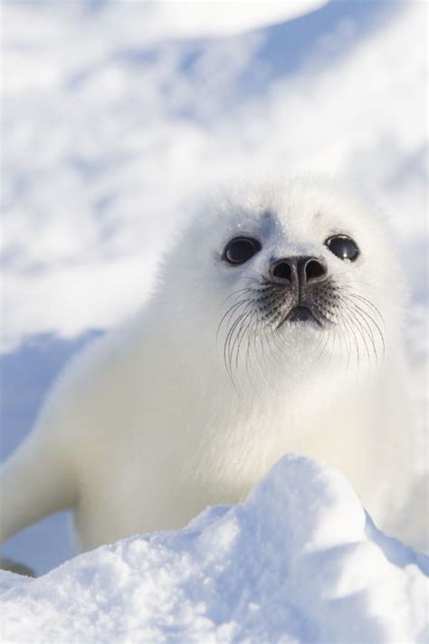 As soft as... a fuzzy seal pup! | Animals, Cute animals, Cute baby animals