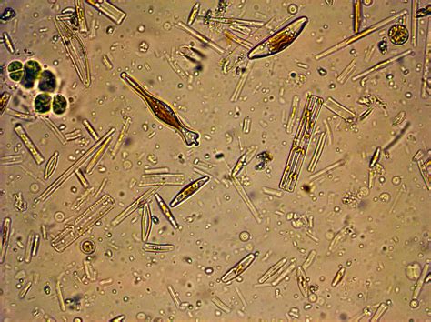 Marine Phytoplankton - Project Manaia