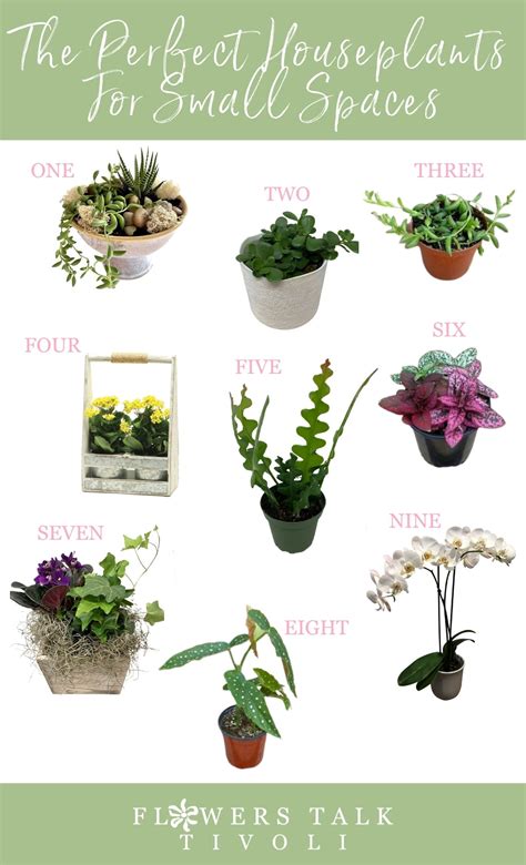 The Perfect Houseplants For Small Spaces - Flowers Talk Tivoli