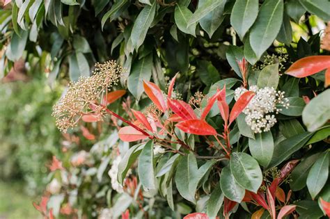 Red Tip Photinia: Plant Care & Growing Guide