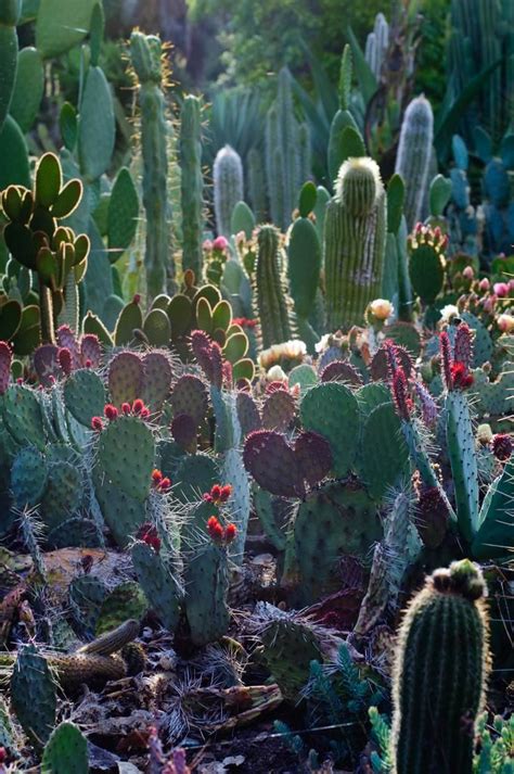 Arizona Cactus Garden | Green | Pinterest