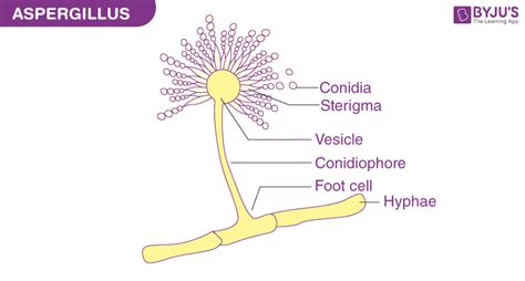 Describe the Structure of Aspergillus - BYJU'S Biology