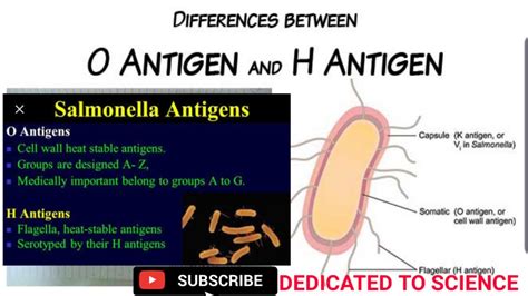 Differences between O antigen and H antigen - YouTube