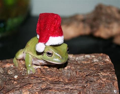 Animals wearing hats | Animals