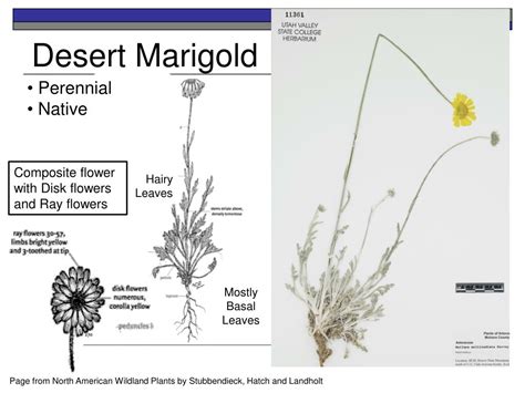 PPT - 25 Major Rangeland Plants PowerPoint Presentation, free download - ID:1941401