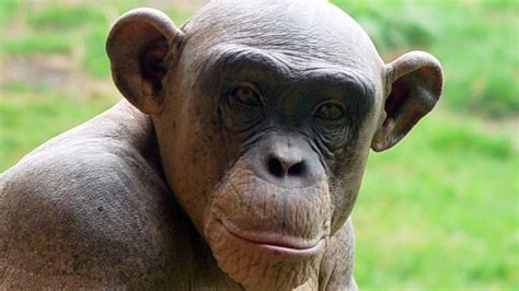 Chimpanzees have human-like personalities - UPI.com