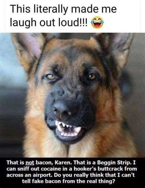 Literally laughing out loud!!! : terriblefacebookmemes | Funny animal ...