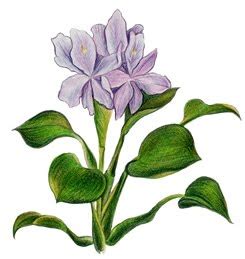 The PondPlant Girl's Blog: Water Hyacinth Care