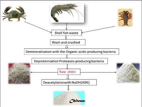 [PDF] Biological Method of Chitin Extraction from Shrimp Waste an Eco-friendly low Cost ...