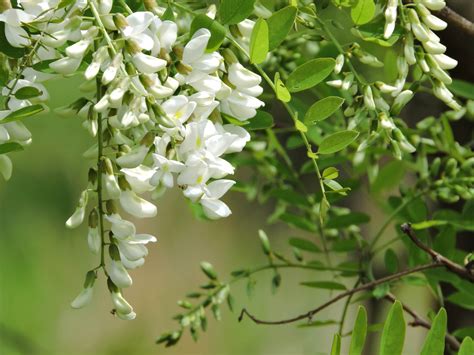 Free picture: black, locust, flowers, cascading, branch