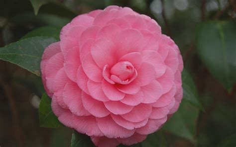 Pink Perfection Camellia Japonica - 2 Gallon - Shrub - Japonica Camellias - Spring Blooming ...