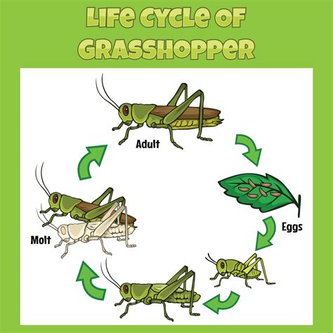 Types of Grasshoppers (with 25 Pictures) – Camping Fun Zone