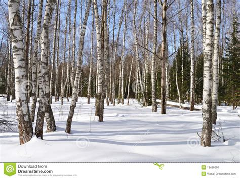 Birch Forest on Sunny Winter Day Stock Photo - Image of deciduous, forest: 13496660