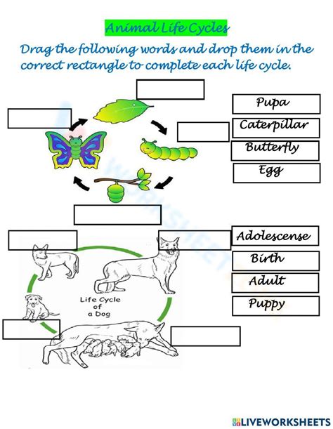 Free Printable & Interactive Life Cycle Worksheets