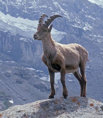 Pyrenean Ibex, extinct 2000; Hunting/Poaching | Pyrenean ibex, Extinct animals, Animals wild